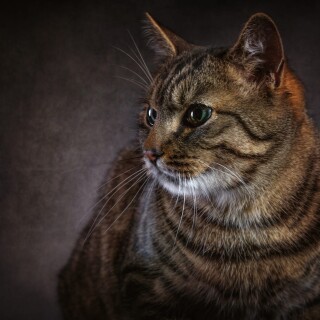 cats2_1326