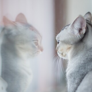 cats2_1327