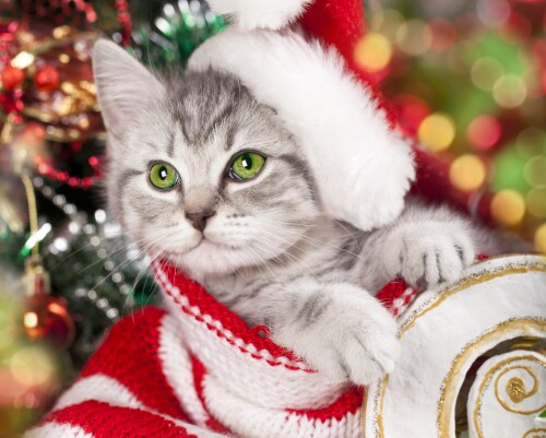 cats2_1328.jpg