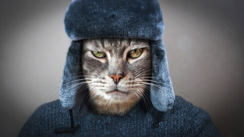 cats2_1331.jpg