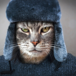 cats2_1331