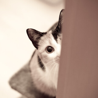 cats2_1339