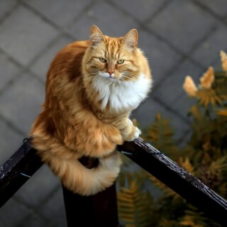 cats2_1341
