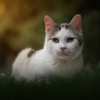 cats2_1342