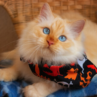 cats2_1343