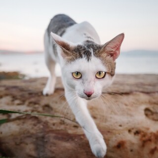 cats2_1351