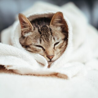 cats2_1357