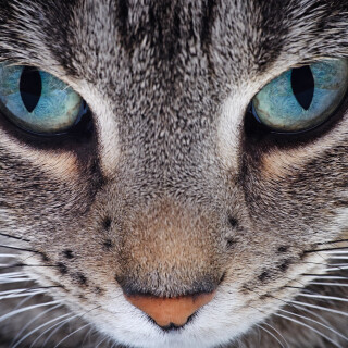 cats2_1360