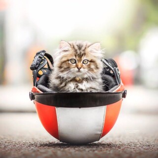 cats2_1366