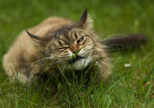 cats2_1367.jpg