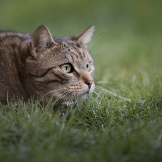 cats2_1368