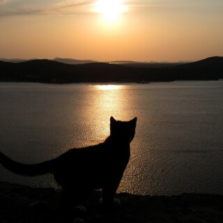 cats2_1370