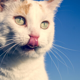 cats2_1372