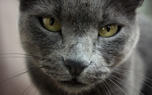 cats2_1373.jpg