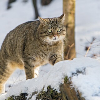 cats2_1375