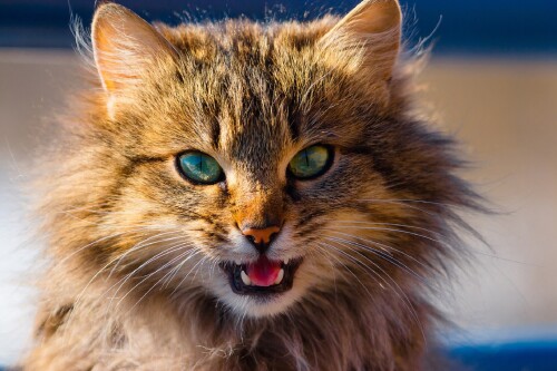 cats2_1384.jpg