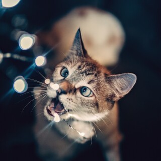 cats2_1390