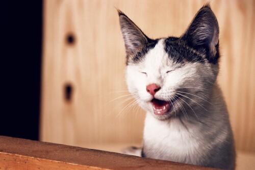 cats2_1393.jpg