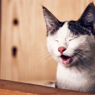 cats2_1393