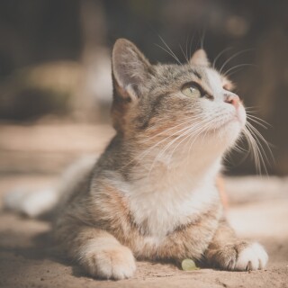 cats2_1394