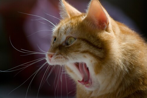 cats2_1399.jpg
