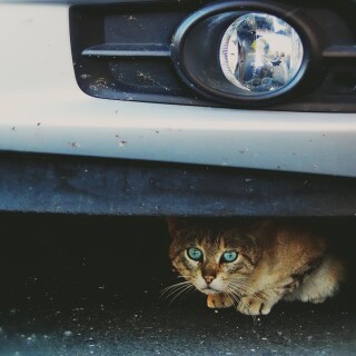 cats2_1407