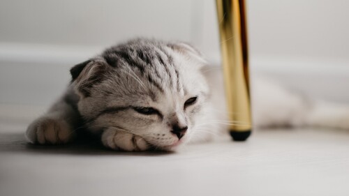 cats2_1409.jpg