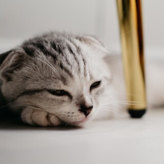 cats2_1409
