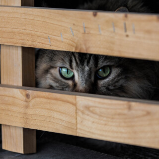 cats2_1410