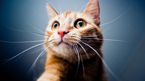 cats2_1412.jpg