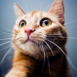 cats2_1412