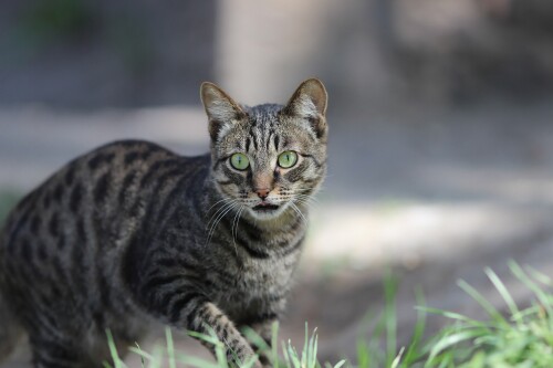 cats2_1413.jpg