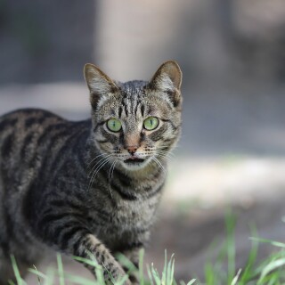 cats2_1413