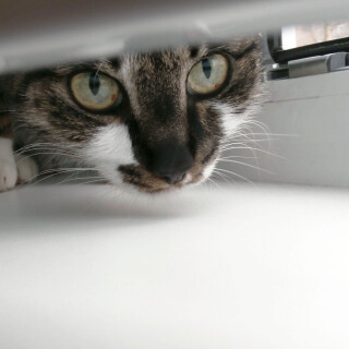 cats2_1415