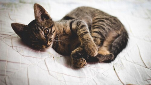 cats2_1417.jpg