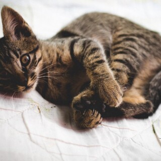 cats2_1417