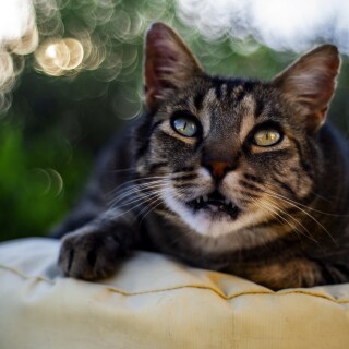 cats2_1419