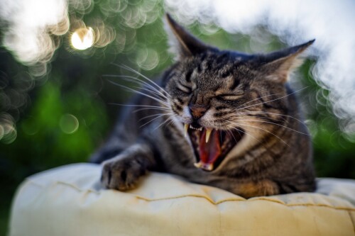 cats2_1420.jpg