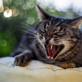 cats2_1420