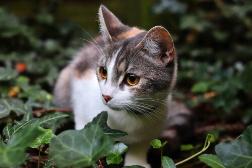 cats2_1422.jpg