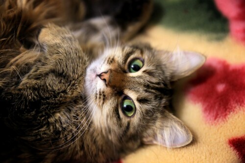 cats2_1427.jpg