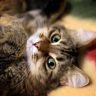 cats2_1427