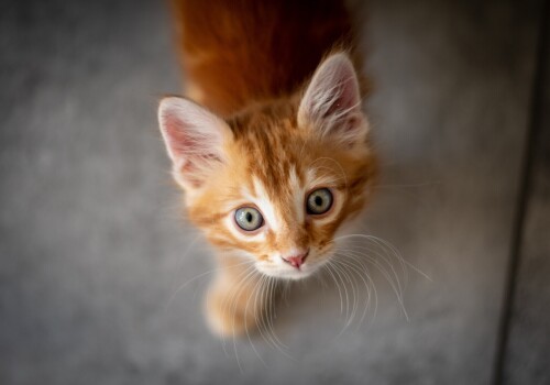 cats2_1431.jpg