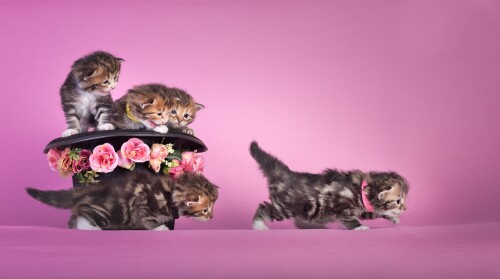 cats2_1432.jpg