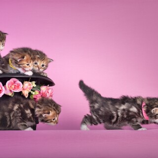 cats2_1432