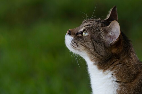 cats2_1436.jpg