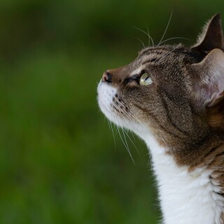 cats2_1436
