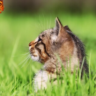 cats2_1450