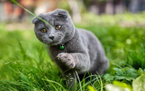 cats2_1451.jpg