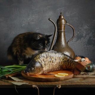 cats2_1453